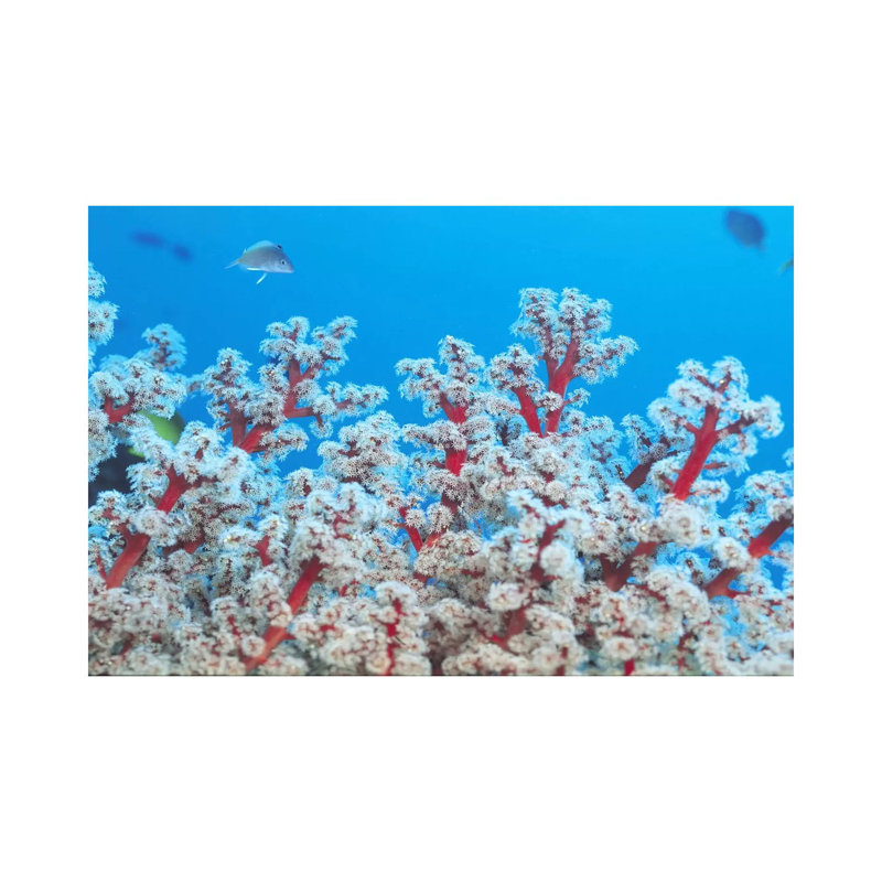 Red & White Gorgonian Coral by Unknown Artist - Wrapped Canvas Print, 101.6 cm H x 66.04 cm W x 3.175 cm D