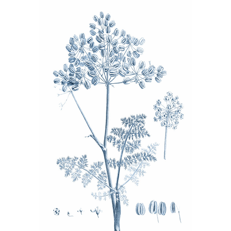 Antique Botanical In Blue VI by Vision Studio - Wrapped Canvas Painting, 91cm H x 61cm W