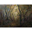 Sylvan Light Print