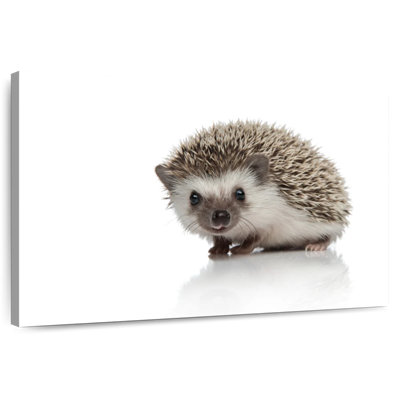 Brampt African Hedgehog