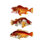" Orange Fish Trio " by Fab Funky