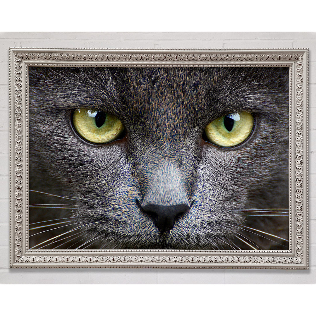 Smokey Grey Katze - Druck