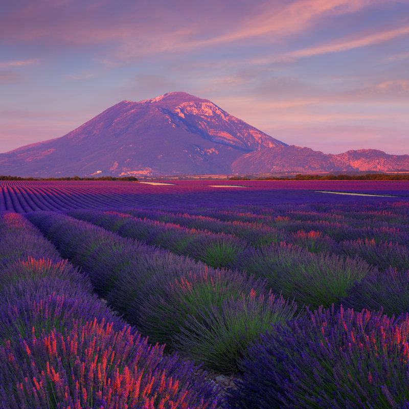 Lavender Field At Sunset by Mammuth - Wrapped Canvas Print, 51cm H x 51cm W x 3.8cm D