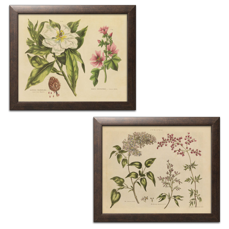 «Herbal Botanical I & Herbal Botanical II» par Wild Apple Portfolio - ensemble de 2 reproductions encadrées sur papier