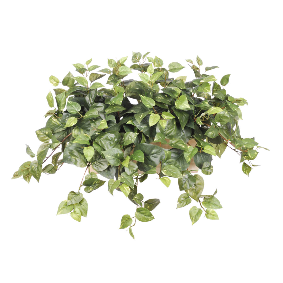 Faux Pothos in White-Wash Wood Ledge Gracie Oaks