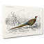 Pheasant Illustration by Charles D' Orbigny - Wrapped Canvas Graphic Art Print-55366445