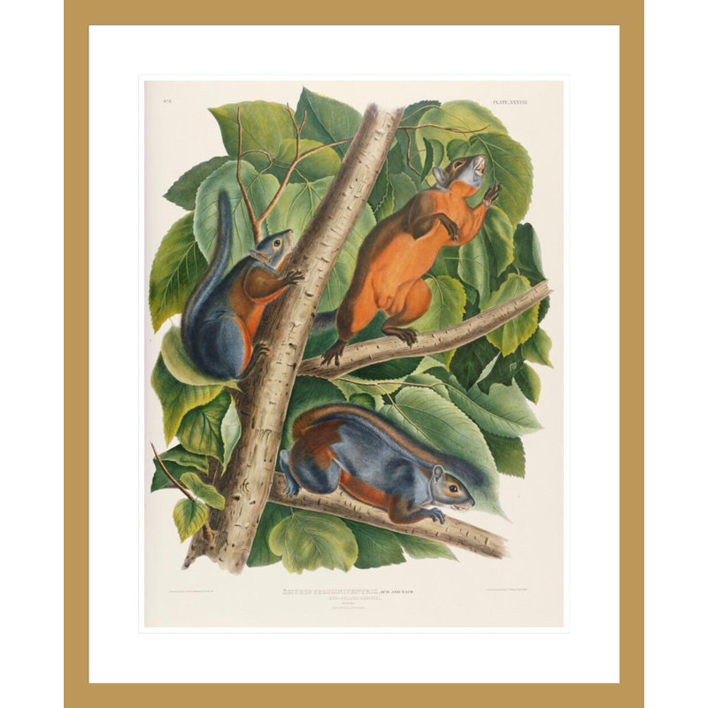 «Red-Bellied Squirrel» par John James Audubon - impression giclée sur cadre, H 28,66 po x l 23,5 po