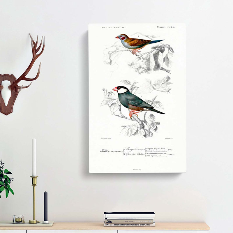 Cordonbleu & Java Sparrow Birds PL. 5A by Charles D' Orbigny - Wrapped Canvas Painting, 60cm H x 40cm W x 3cm D