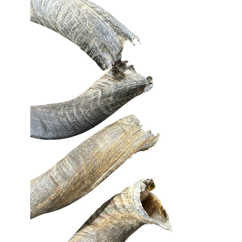Joenell Natural Kudu Horn S
