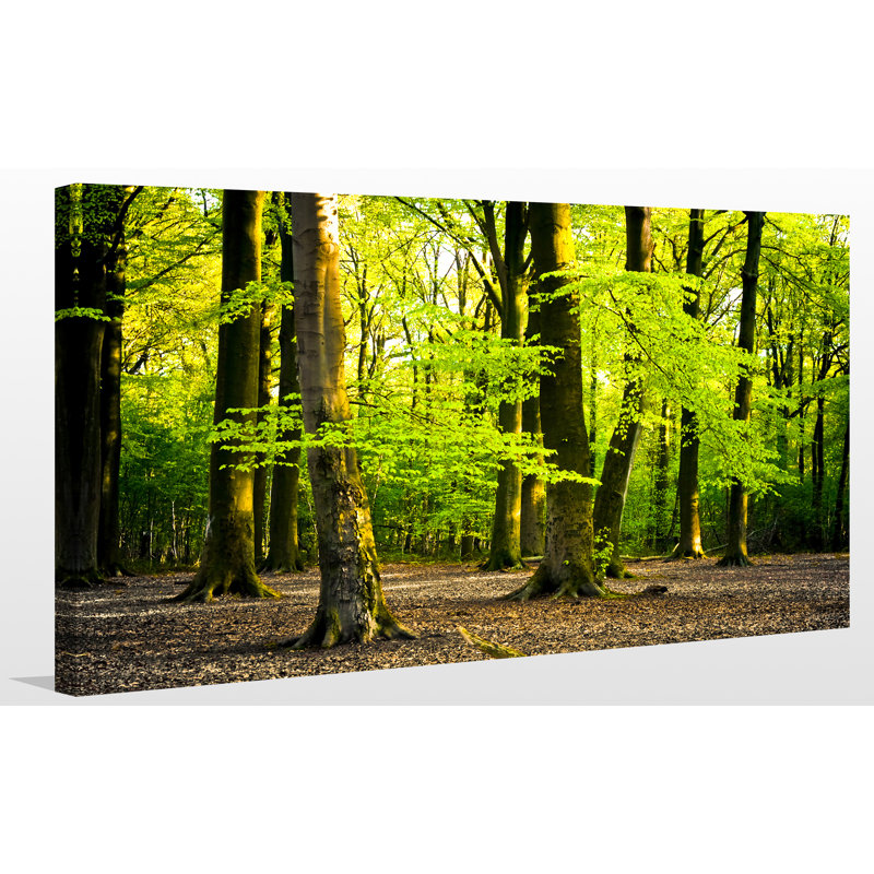 « brillance été forest forest i », reproduction de photo sur toile tendue, H 24 po x l 40 po x P 1 po