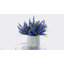 Lavender in Pot-28784517