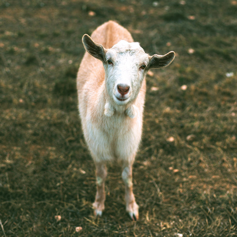 Happy Goat - Wrapped Canvas Print, 51cm H x 51cm W x 3.8cm D