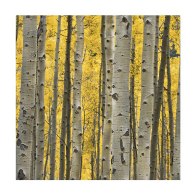 Aspen Trees III Print by Jamie Cook