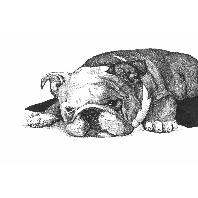 Gracie The Bulldog by Beth Thomas - Wrapped Canvas Art Prints, 30cm H x 46cm W