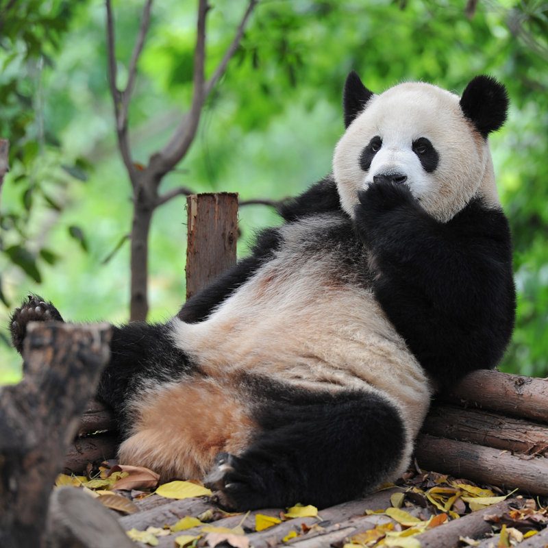 Panda Bear by Hung_Chung_Chih - Wrapped Canvas Print, 122cm H x 122cm W x 3.8cm D
