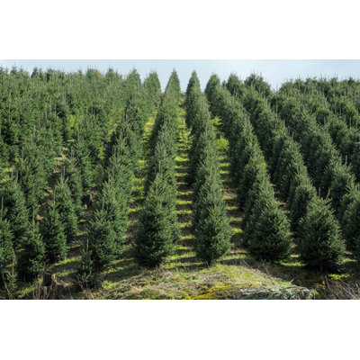 Arbres de noël