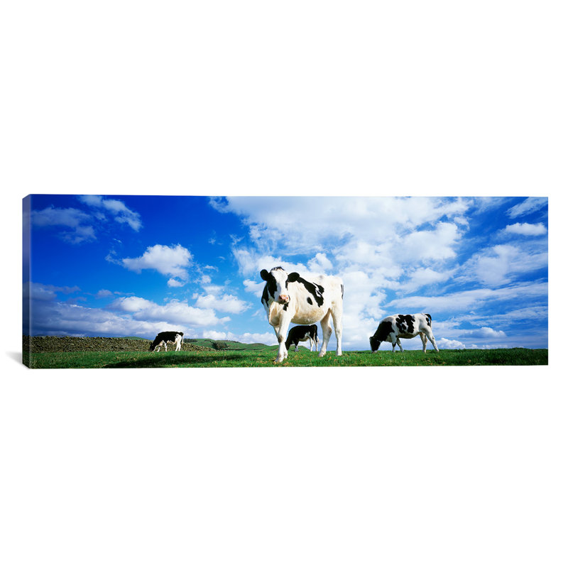 «Cows in Field England, United Kingdom», reproduction de photo sur toile, H 16 po x l 48 po x P 1,5 po, Toile tendue