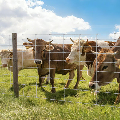 Clôture en métal galvanisé de 5 pi x 164 pi, clôture en fil de zinc de calibre 14, filet de ferme robuste pour la protection des bovins, des chèvres, des cerfs, des cours et des animaux