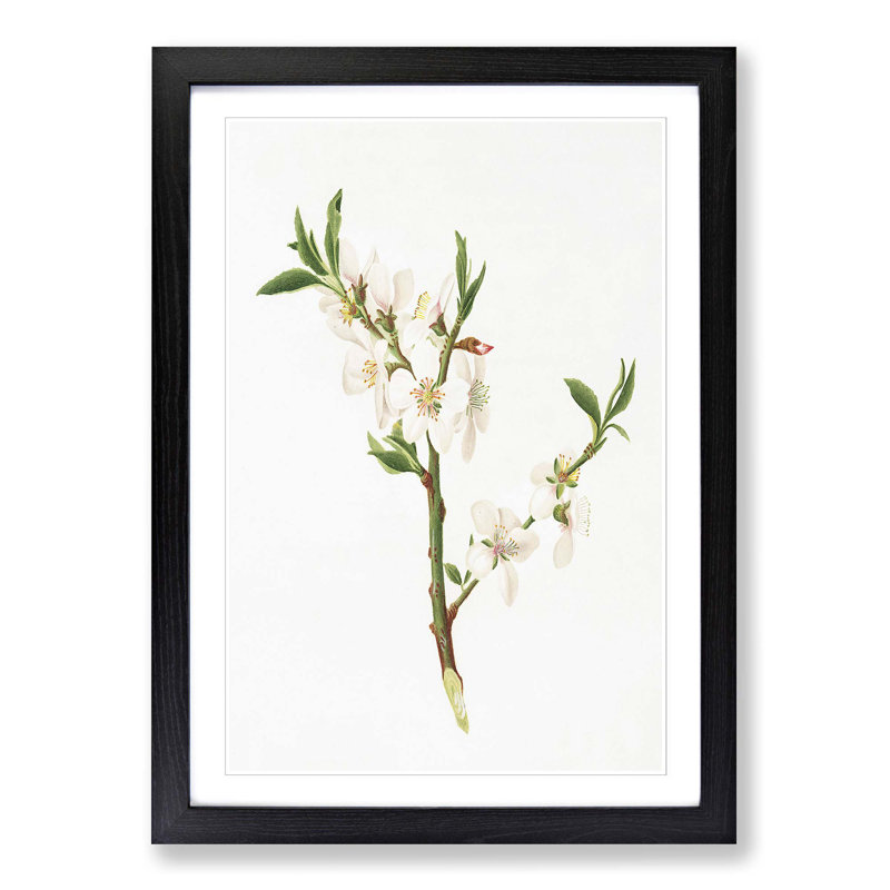 Almond Tree Flower by Giorgio Gallesio - Single Picture Frame Painting, 63cm H x 45cm W x 2cm D, Black Framed