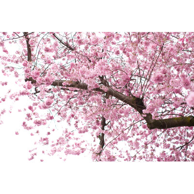 Cherry Blossoms - Wrapped Canvas Print