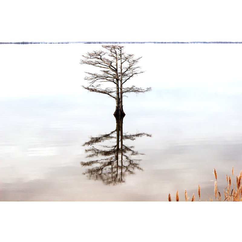 Bald Cypress Tree by PamSchodt - Wrapped Canvas Print, 30cm H x 46cm W