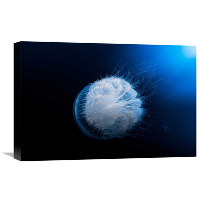 " Jellyfish " by Barathieu Gabriel