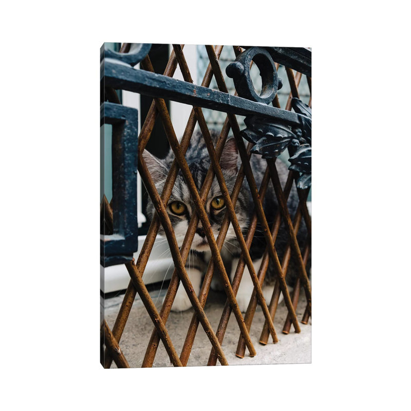 Les Cat by Bethany Young - Print on Canvas, Wrapped Canvas, 66.04cm H x 45.72cm W x 3.81cm D