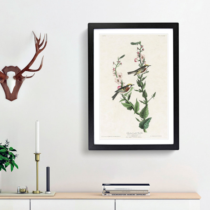 Chestnut-sided Warbler by John Audubon - Picture Frame Painting Print, Black Framed, 65cm H x 48cm W x 2cm D