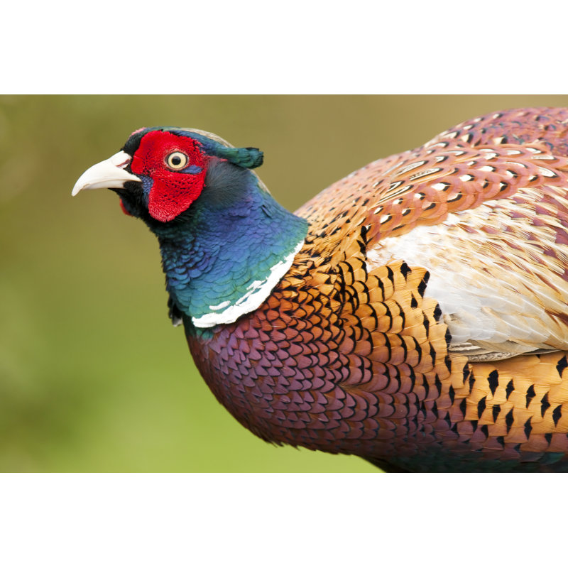 Pheasant by Andrew_Howe - Wrapped Canvas Print, 20cm H x 30cm W