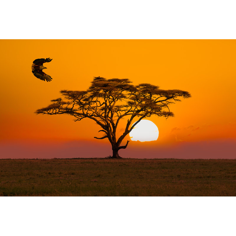 African Fish Eagle by 1001slide - Wrapped Canvas Print, 20cm H x 30cm W