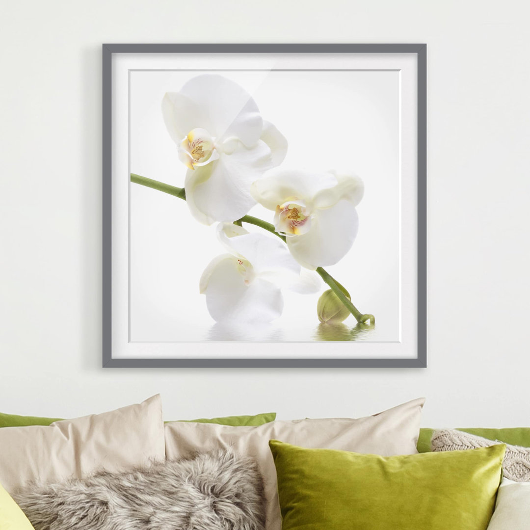 Gerahmtes Poster White Orchid Water