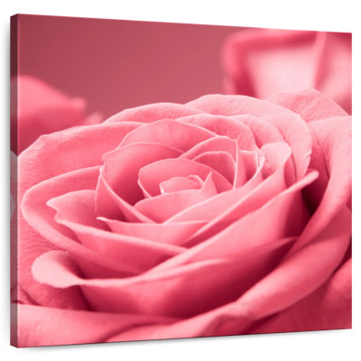 Macro rose Harnek