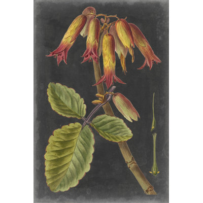 Dramatic Tropicals III