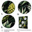 Vert et ananas paradis II - ananas, art mural-1365320368-1365320366