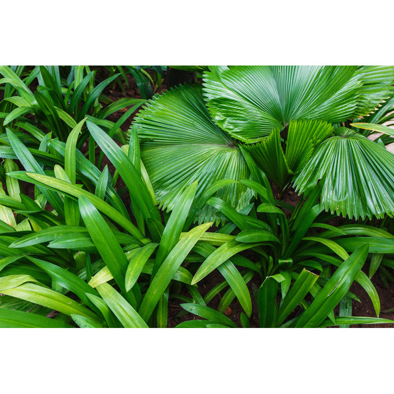 Green Leaf by Allgord - No Frame Art Prints on Canvas, 20cm H x 30cm W