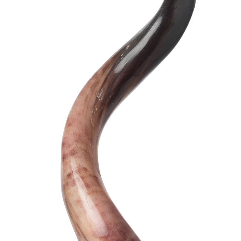 Polished Kudu Horn on Acrylic Display Base
