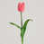 Rose est en rupture de stock