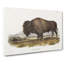 An American Bison - Wrapped Canvas-55368940