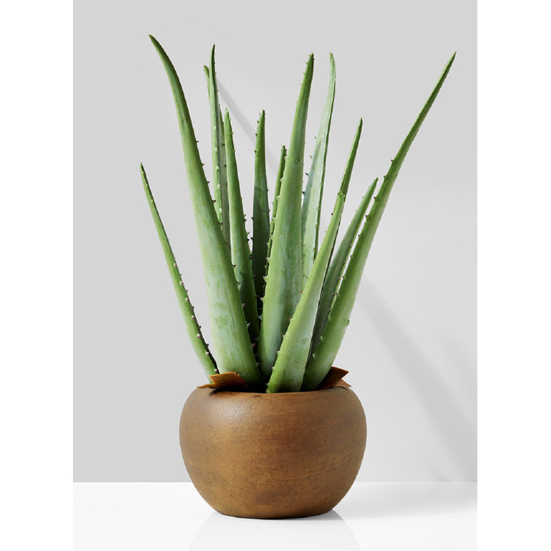 Pot de fleurs aloe