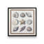 «Beach Shells I» par Elizabeth Tyndall, reproduction d'art-1471015092-1471015095-1471015090