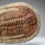 Genuine Trilobite (Ptychopariida) Fossil On Matrix (17 Lbs)