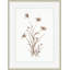 Plants & Flowers Print by Phoebe Williams-131974034