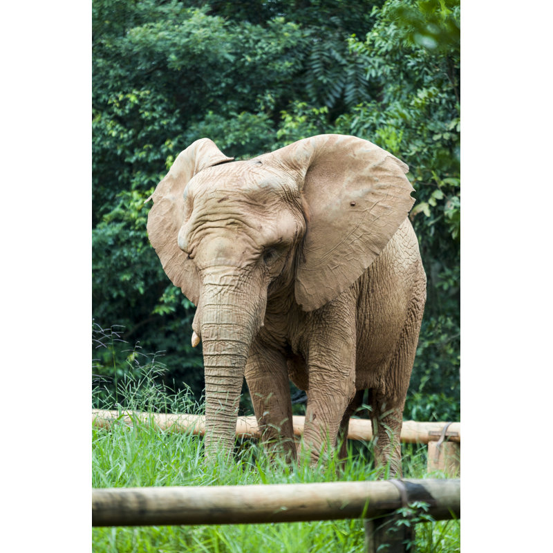 Elsmore African Elephant - Wrapped Canvas Print, 122cm H x 81cm W x 3.8cm D