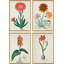 The Gordon African Collection: Plants, Robert Jacob Gordon, 1777-1786 Giclee Print by Robert Jacob Gordon