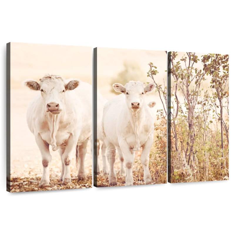 Charolais Cows, 36" H x 57" W