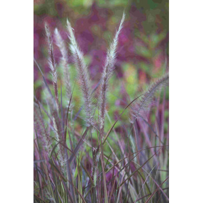 " Purple Plumes II "