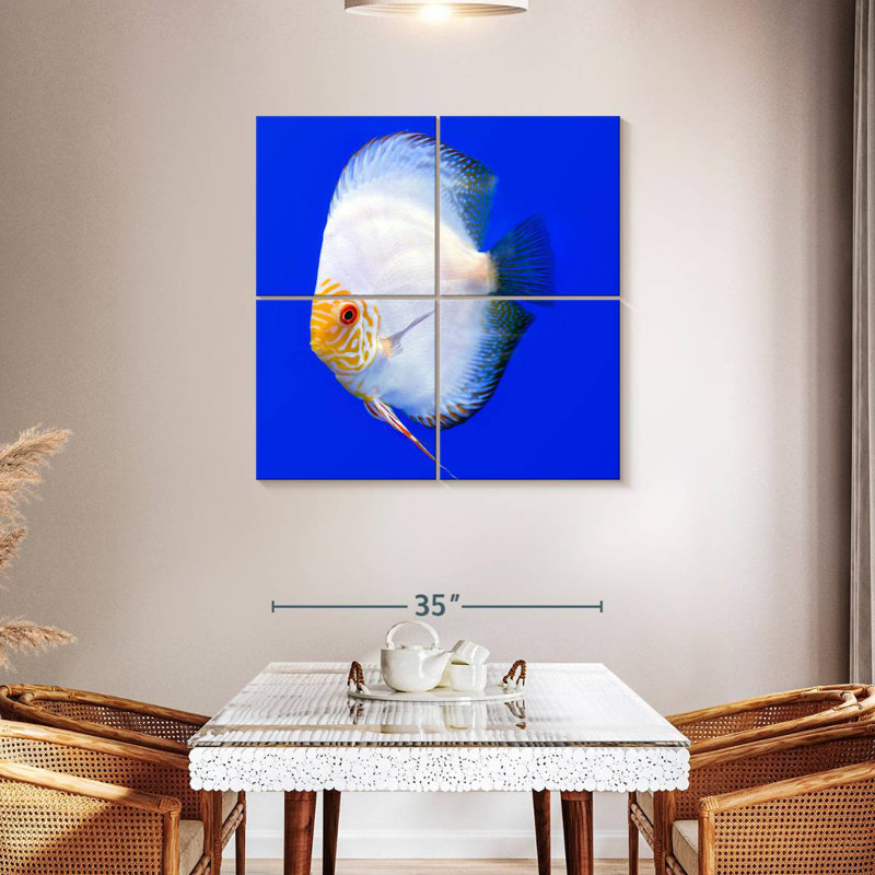 Brampt Pompadour Discus Fish