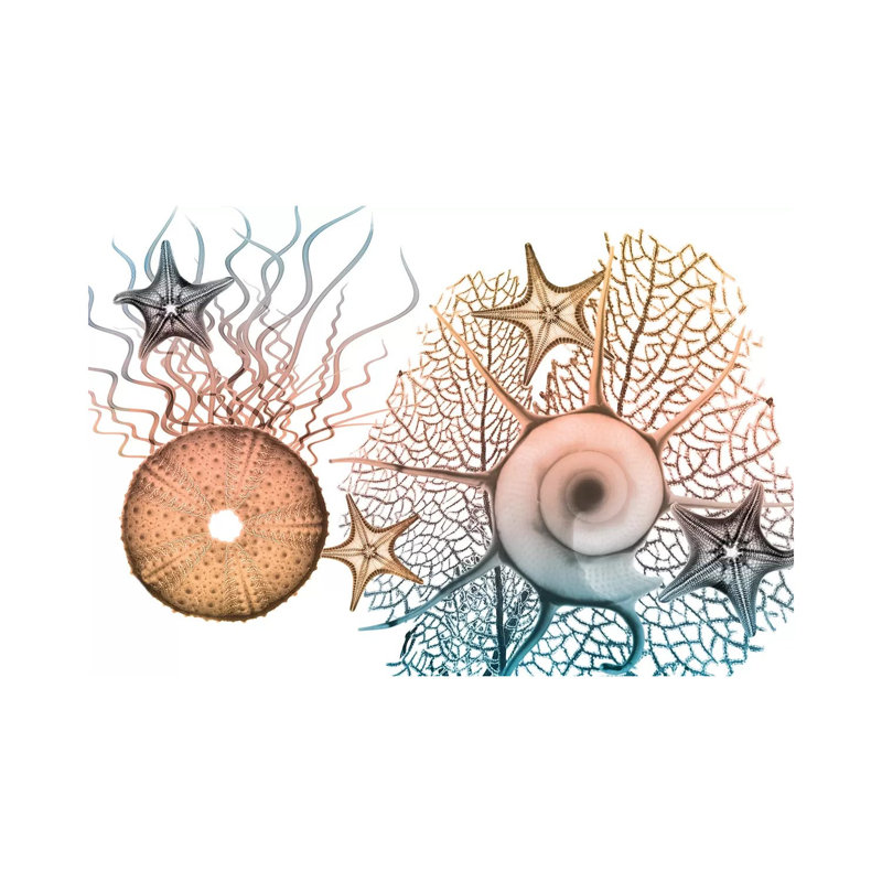 Sea Collective I by Albert Koetsier - Print on Canvas, Wrapped Canvas, 30.48cm H x 45.72cm W x 1.91cm D