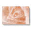 Light Pink Rose - Wrapped Canvas-56629776