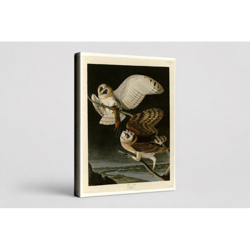 Barn Owl (1827) - Portrait, art mural sur toile, H 10 po x l 8 po